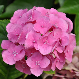 Meet your Posher, Yvette